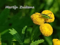 Gewoon spitskopje [Conocephalus dorsalis]